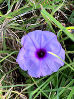 NSW state flower