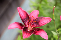 Pink tiger lily