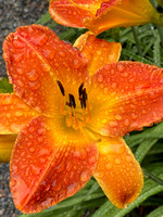 Tiger lily in the rain