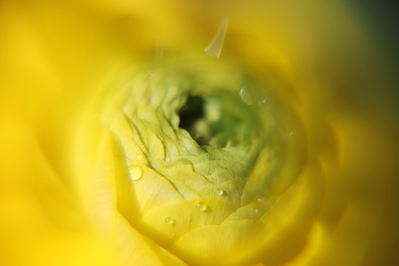 Yellow flower close-up