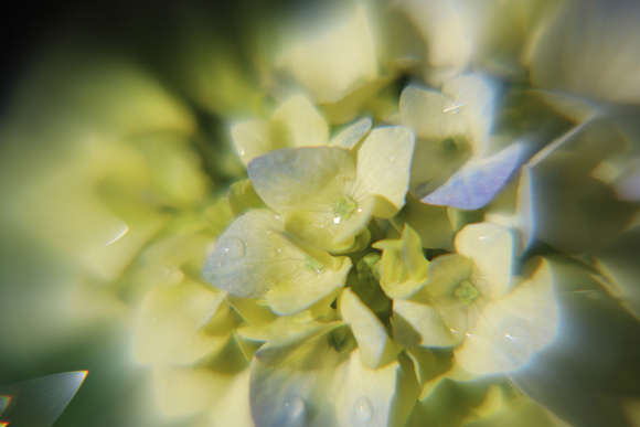 Hydrangea close-up