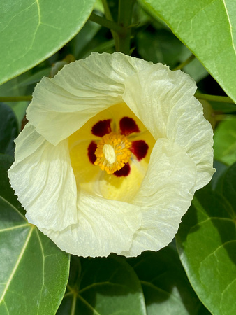 Antiguan Flower